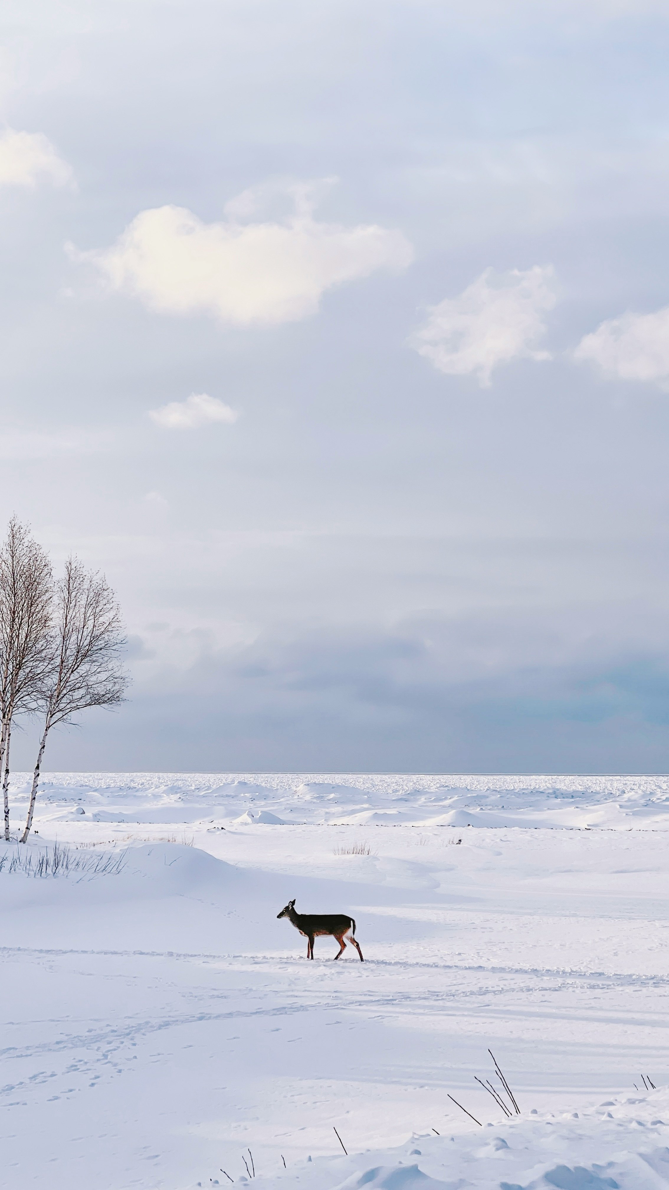 black dog on snow covered ground during daytime